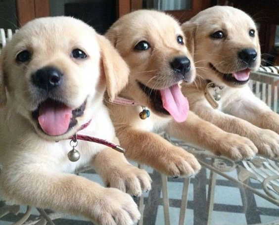 这6种狗狗，都是中国现用的警犬，养一只不后悔