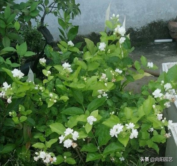 茉莉花几点开花（养茉莉花做好2点花期多开1个月）