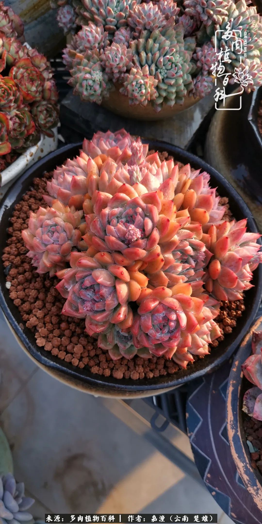 小蓝鸟交友软件取什么名字(与多肉成为挚友,四季相伴,宁静欢喜)