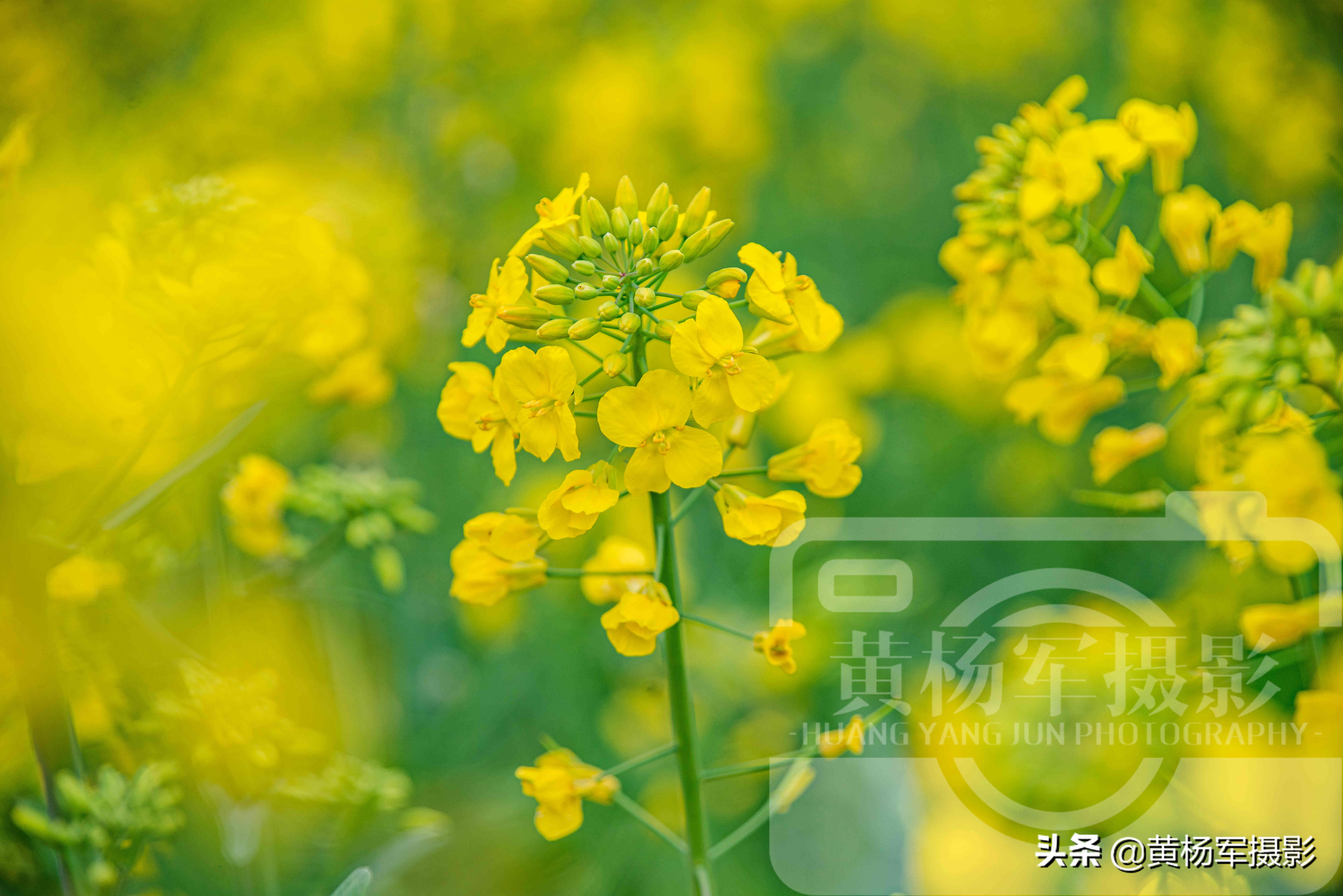 油菜花盛开的娇美，芬芳的花朵美艳熟悉的美，漫无边际的金黄
