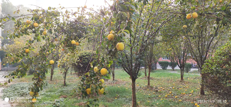 陪你一起看湖北省广水一中①——走进植物王国