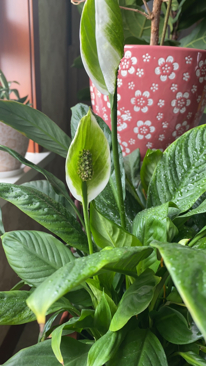 6種植物不見光也能長得好，適合北陽臺養(yǎng)護，耐陰效果超好