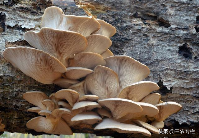 平菇栽培技术，想要种植土质很关键，去看看是怎么种植的