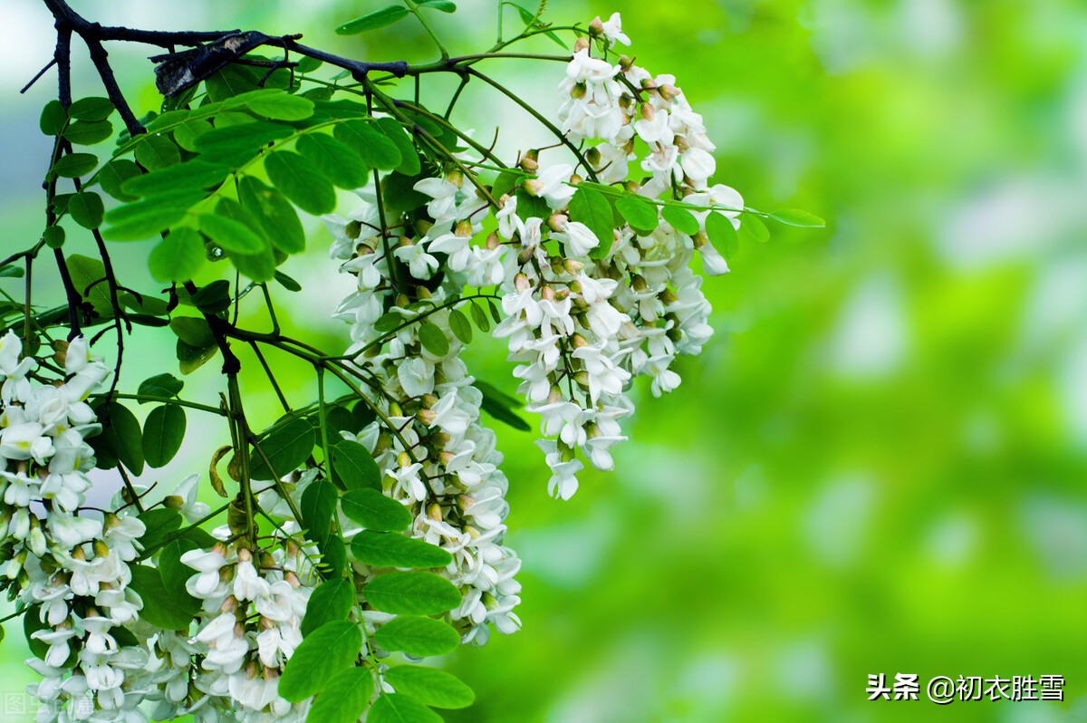 高大而美丽的树,树叶像羽毛一样互生,就像鸟的翅膀,颜色青深,树冠巨大