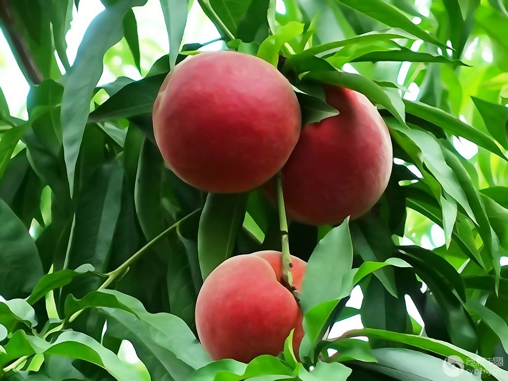 桃树种植需要注意的事项（关于桃树种植的科学技巧）