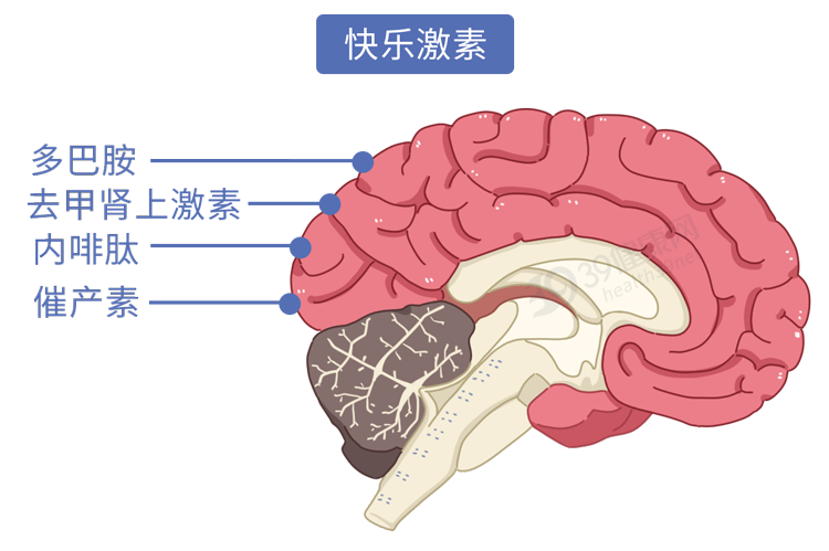 接吻时，身体会发生什么变化？接吻有什么好处？科学角度告诉你