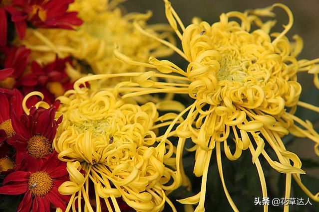 菊花在什么季节开放（不同菊花的具体花期介绍）