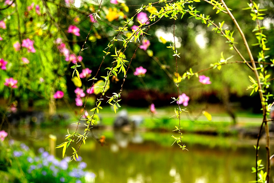 东风吹柳万条斜,马踏春泥半是花.《清明》唯美佳句知多少