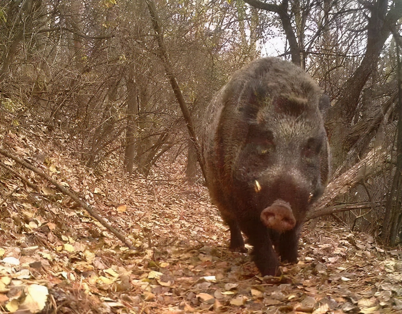 安徽多地野猪泛滥猪仔排队过马路 怎么找野猪的必由之路-好经验