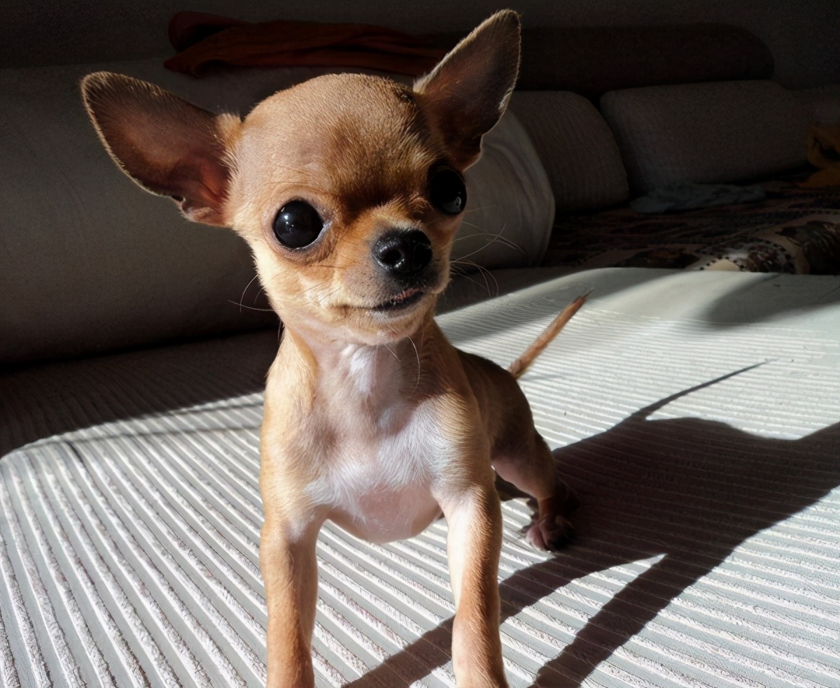 想养"吉娃娃",需要知道这几件事,能接受再养