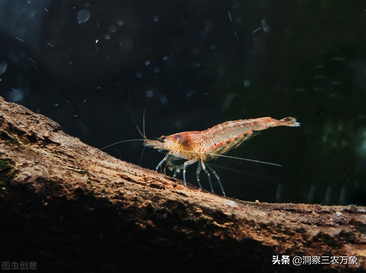 黑壳虾怎么养（分享黑壳虾的正确养殖方法）