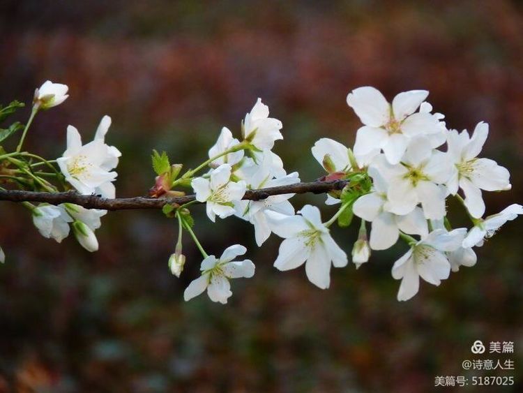 人间四月花如海