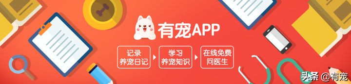 新手想养蓝猫应该注意什么？