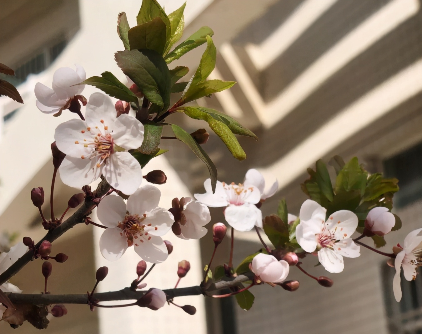 神仙颜值！惊艳众人！陕西高校“最美校花”高清大图曝光