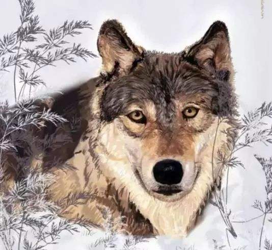 狼心狗肺的意思 -起航号