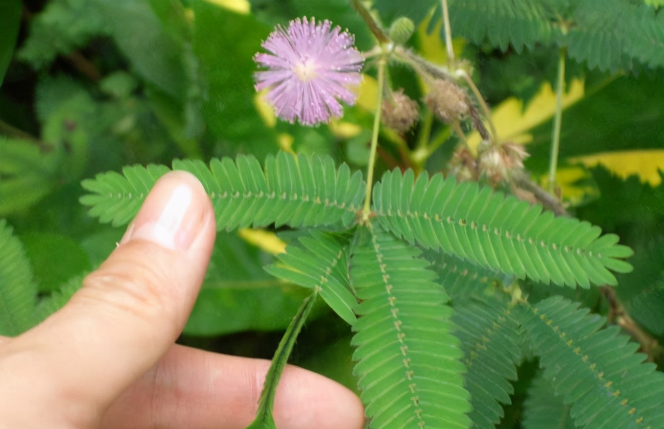 你养的花，可能是“毒花”，盘点8种常见毒花