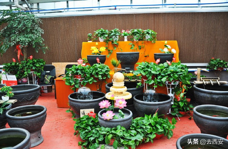新春买花去哪里？十元能买一堆多肉植物，看看西安这6大花卉市场