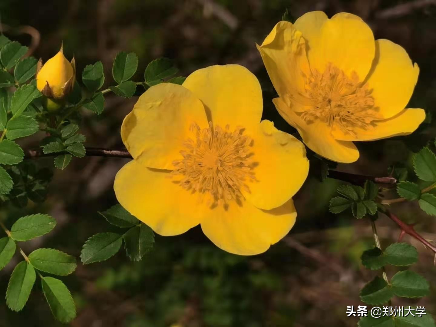 绝美！快来评选你心中最美的郑大“校花”