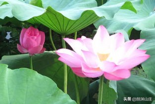 描写荷花诗词(38首)