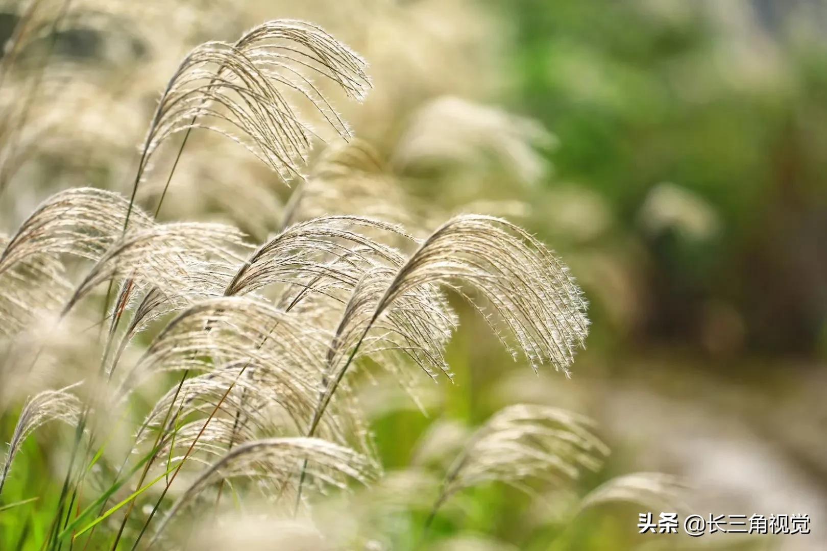 秋韵湖州，芦花飞扬：一场不容错过的诗意之旅