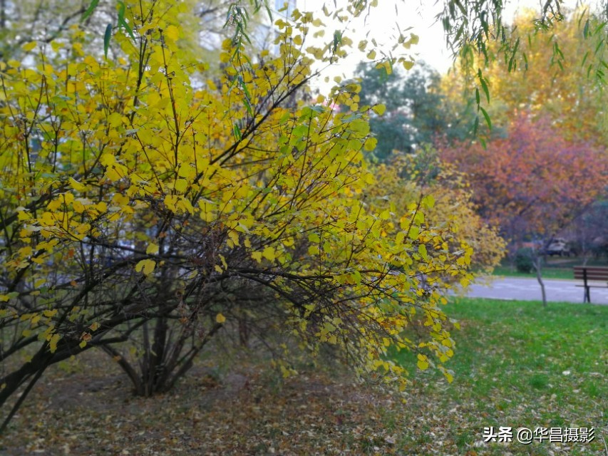 临汾学院：梦幻校园如诗醉人