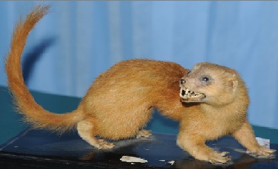 《醒世姻缘传》艾虎是什么动物?古人驯化它来捉蚊子