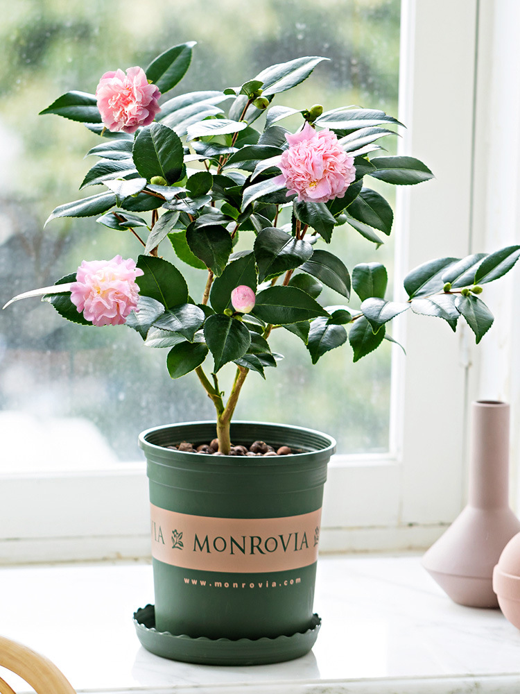 "家居盆花100种,总有几款你喜欢动联文化报道-吉祥