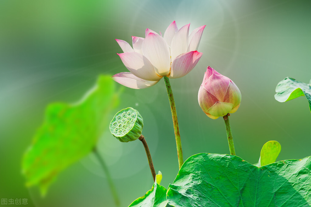 当如夏花：花开如火也寂寞，过尽千帆自泰然