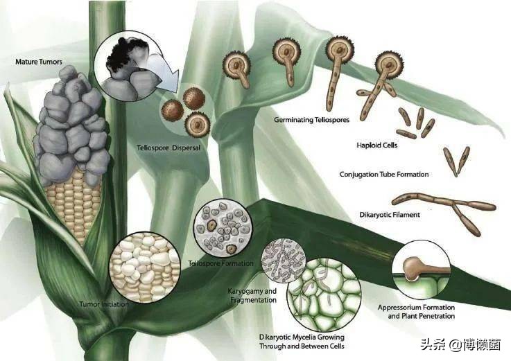 玉米黑粉菌,玉米黑粉菌功效与作用