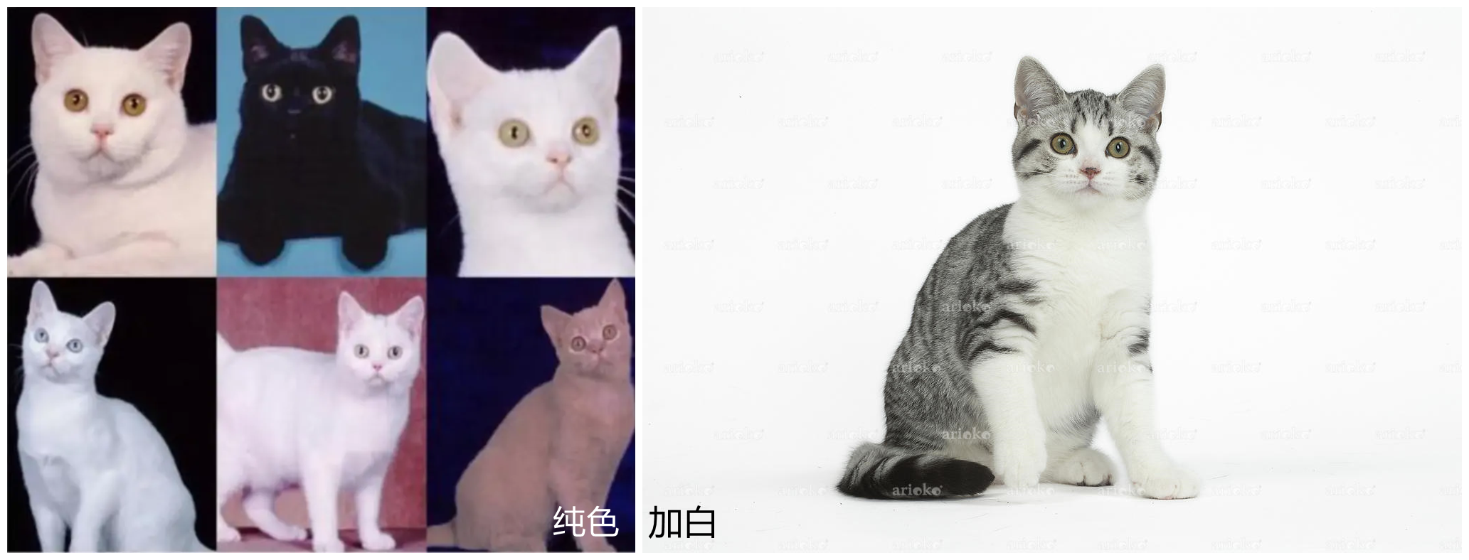 美短银虎斑,美短银虎斑猫多少钱一只