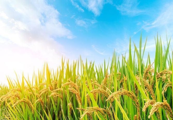 描写拾稻穗的优美句子_晶羽科技