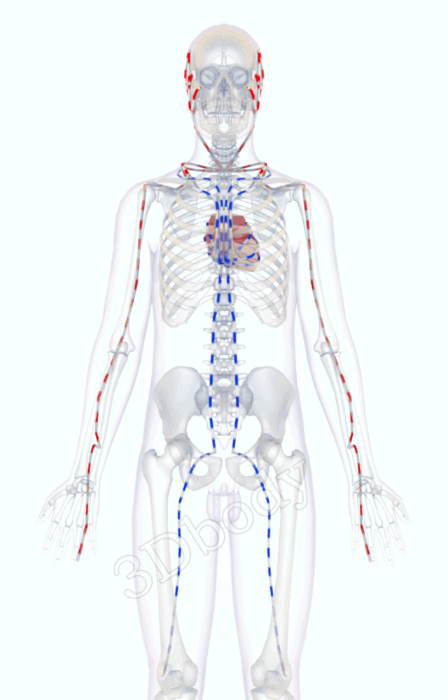 最新经络图，精美3D动态循行图，详细易懂