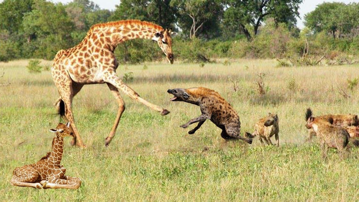 长颈鹿的繁殖过程有多奇特？遇上危险，出于自保长颈鹿有多凶猛？