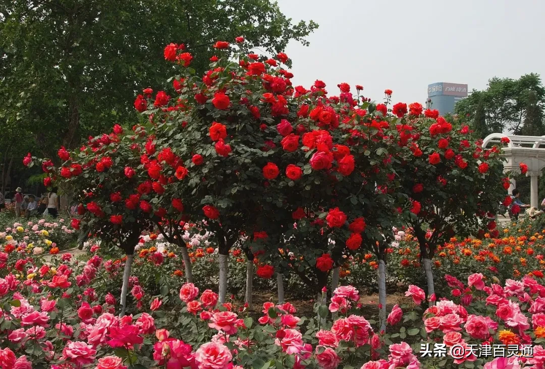 天津市市花是什么（正是最美花期收下这份赏花地图）