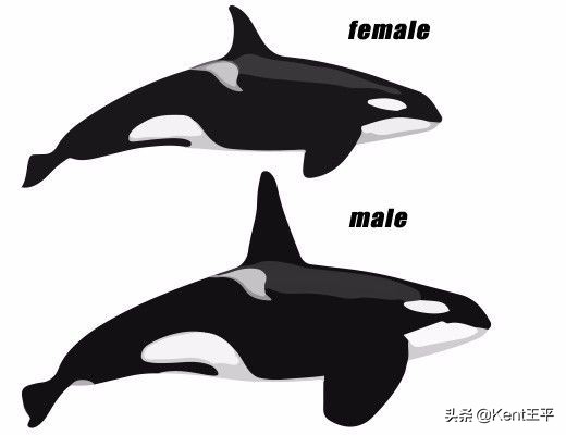 身为海洋食物链“顶端杀手”的它，竟对人类有蜜汁好感？