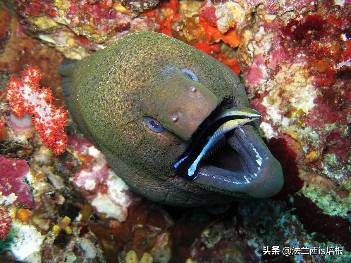 杀熟、欺善怕恶、做表面工作，这条小鱼掌握了全套市井伎俩