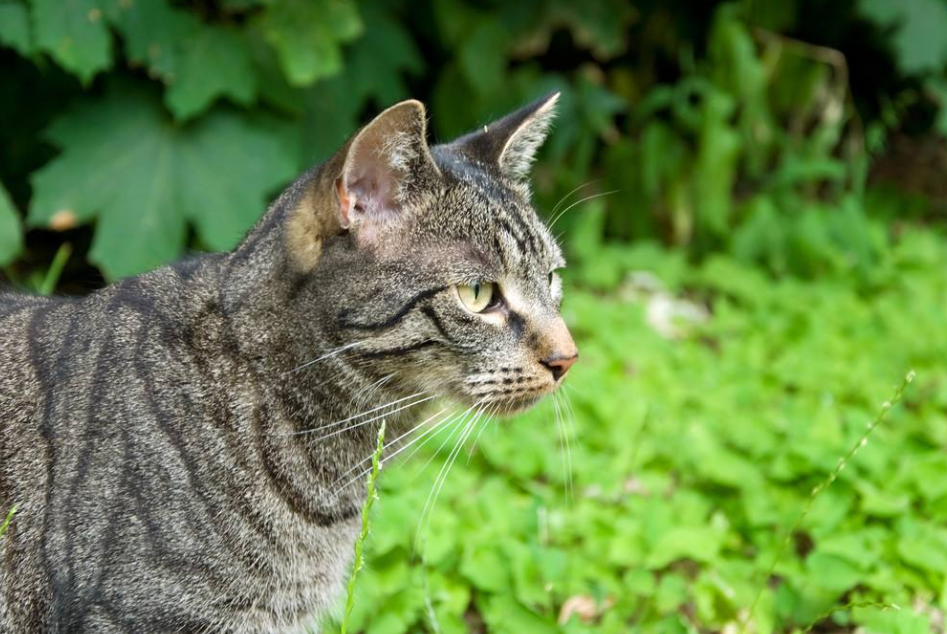 狸花猫和虎斑猫什么区别，是不是傻傻分不清呢，看这几点就懂了