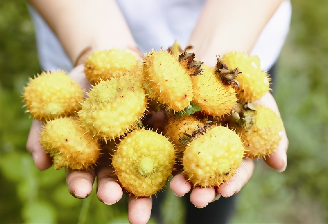 在过去没人吃,烂在地里的野果,如今却被发现营养价值很高,当成"第三代