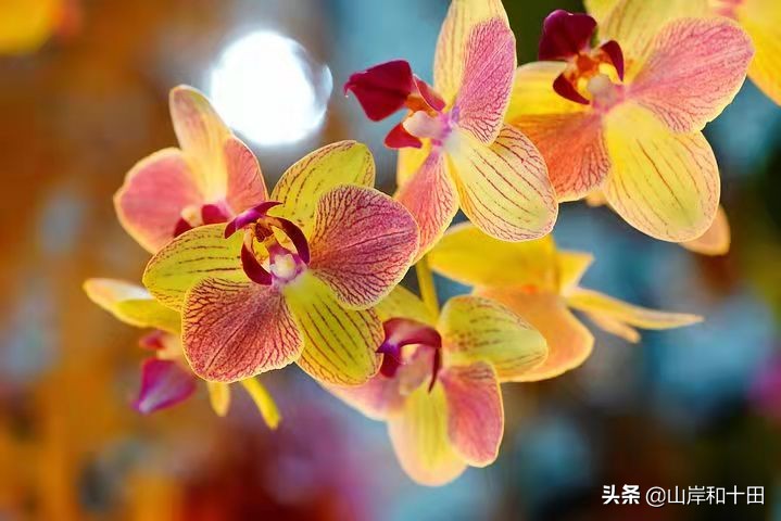 双鱼座与12星座的关系，双鱼座和射手座是只要在一起就能相处