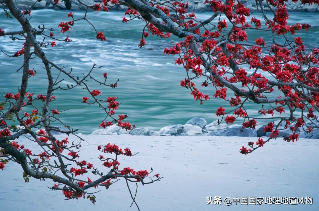 “人间秘境”，“神话之乡”，云南的“孔雀尾”开屏有多美？