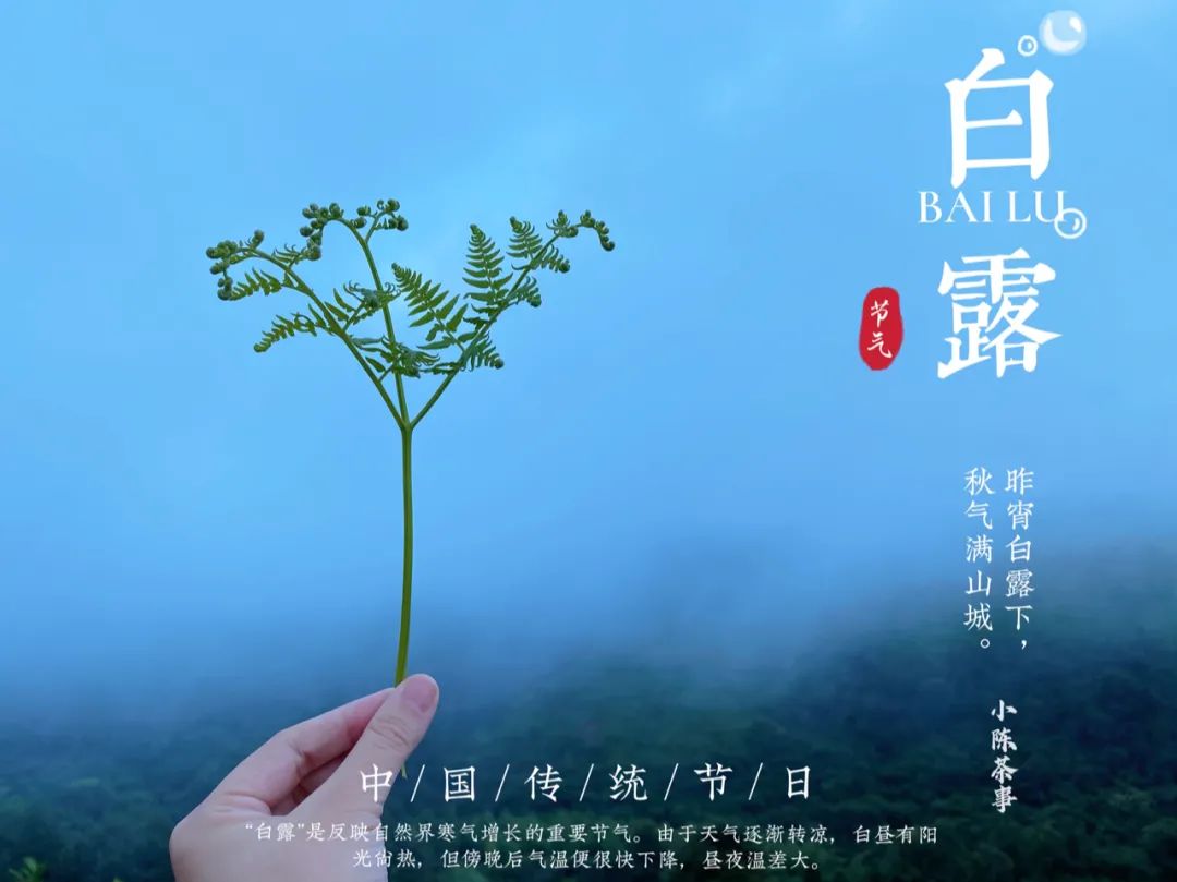 蒹葭苍苍，白茶生霜，在白露节，谱一曲2021年白露茶的丰腴甘润