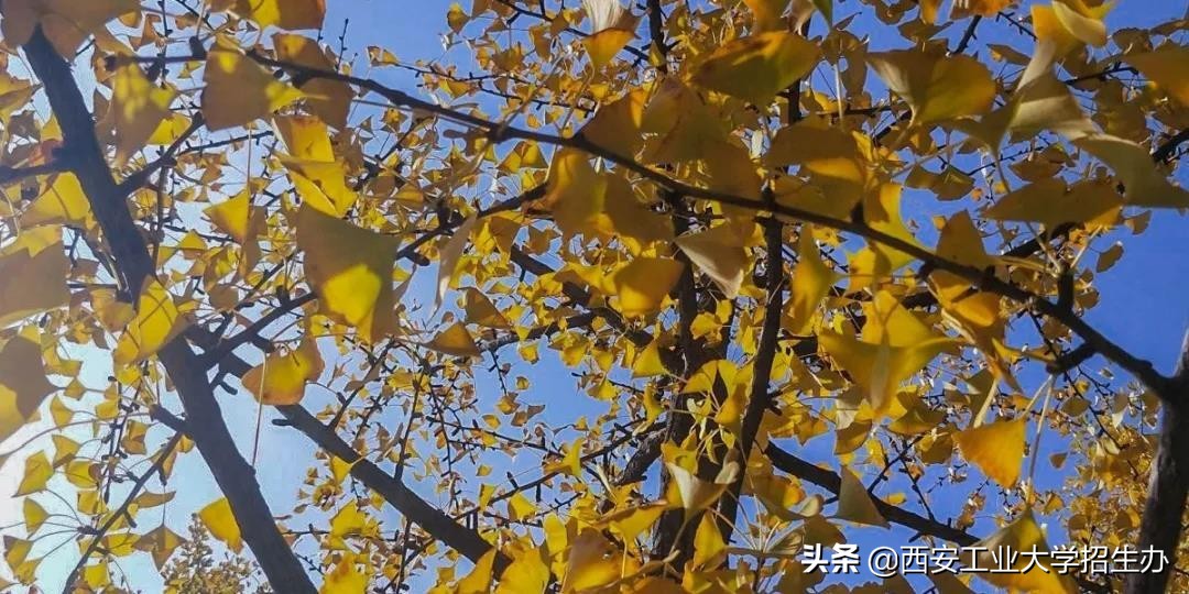 成果亮相阅兵式，走出航空首席专家！揭秘西安工大“硬”实力