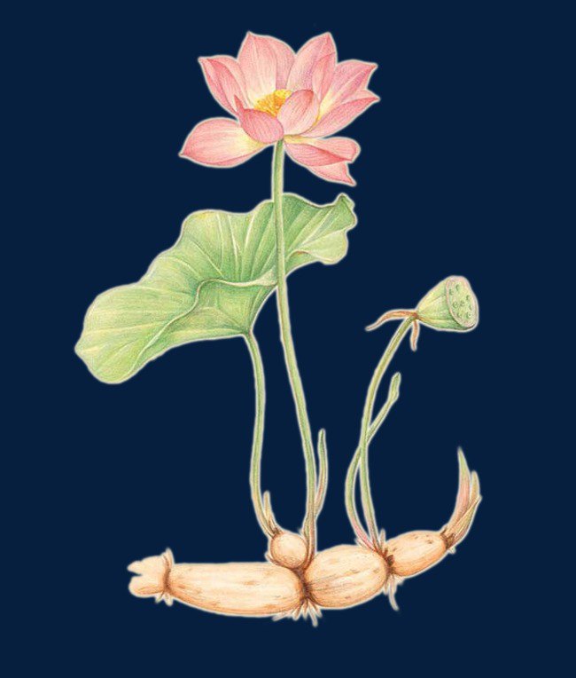 两句描写藕的诗句_莲藕诗词歌赋 - 成语词句网