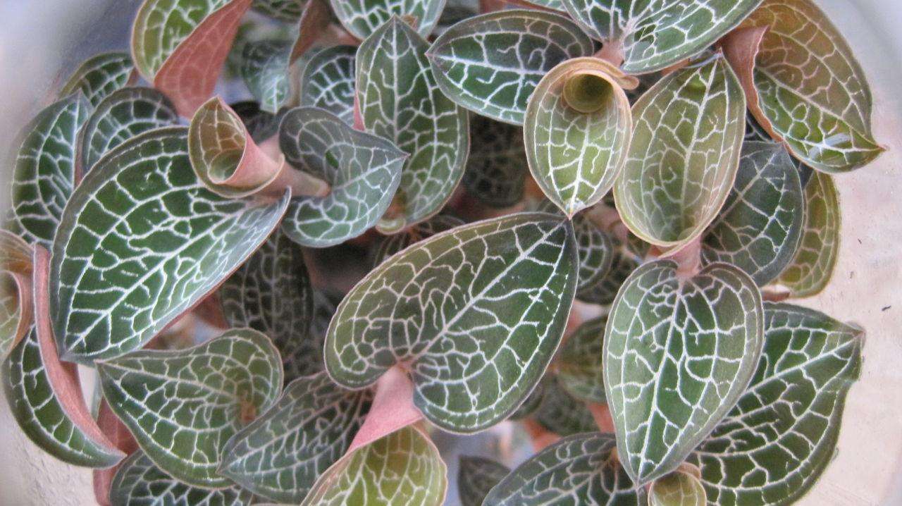 金线莲草(一种野草"金线莲",浑身金灿灿,农村很常见,炖鸡汤泡茶价值高