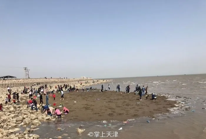 赶海拾贝挖蛤蜊，天津这些地儿你都去过吗？