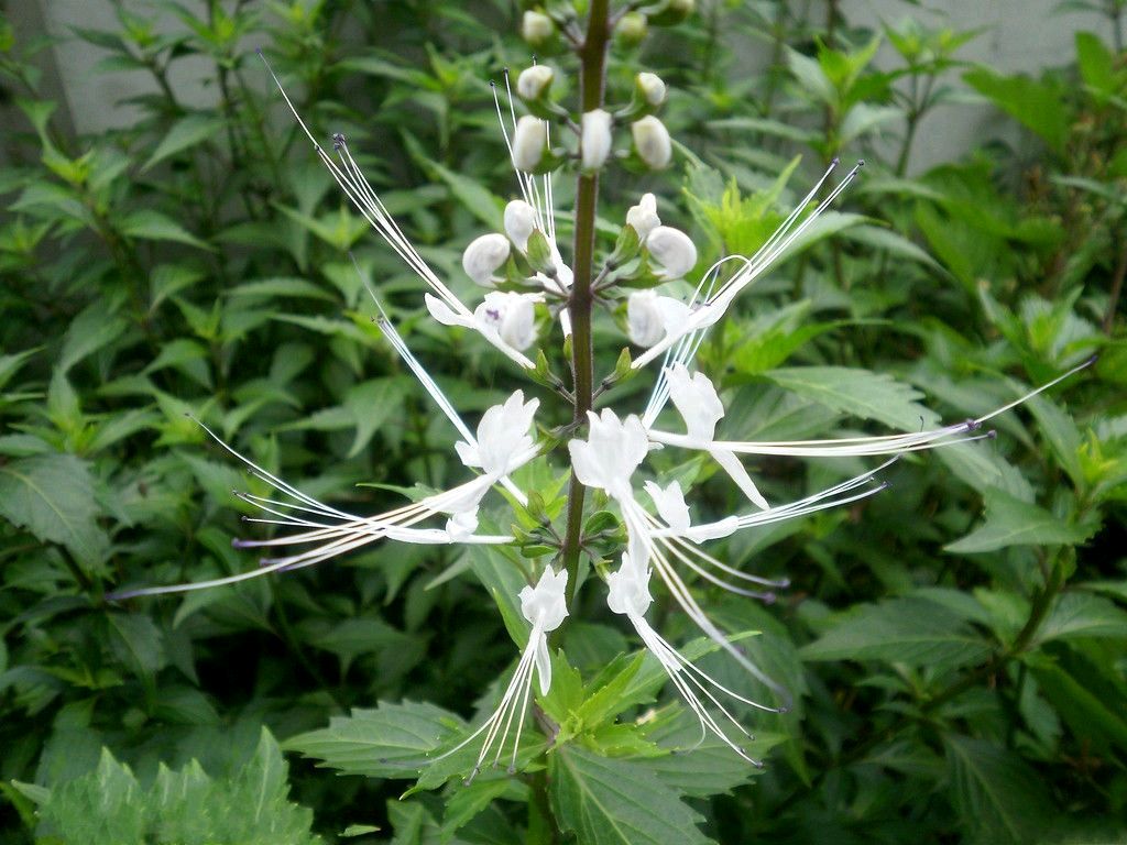 猫须草也叫化石草,它是一种怎样的植物?