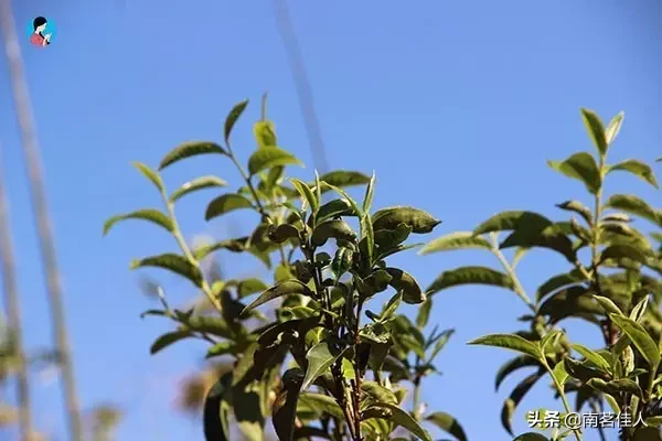 普洱茶界的高价神话，十多公斤冰岛茶相当于一套房子的首付？