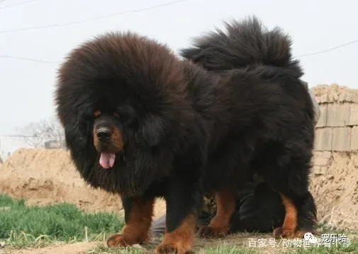 世界上最能吃的4种狗狗,最后一种堪称“行走的饭桶”
