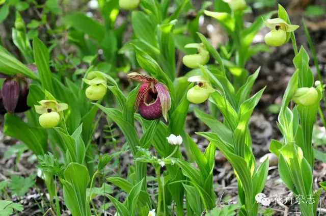 中国野花观花地点推荐