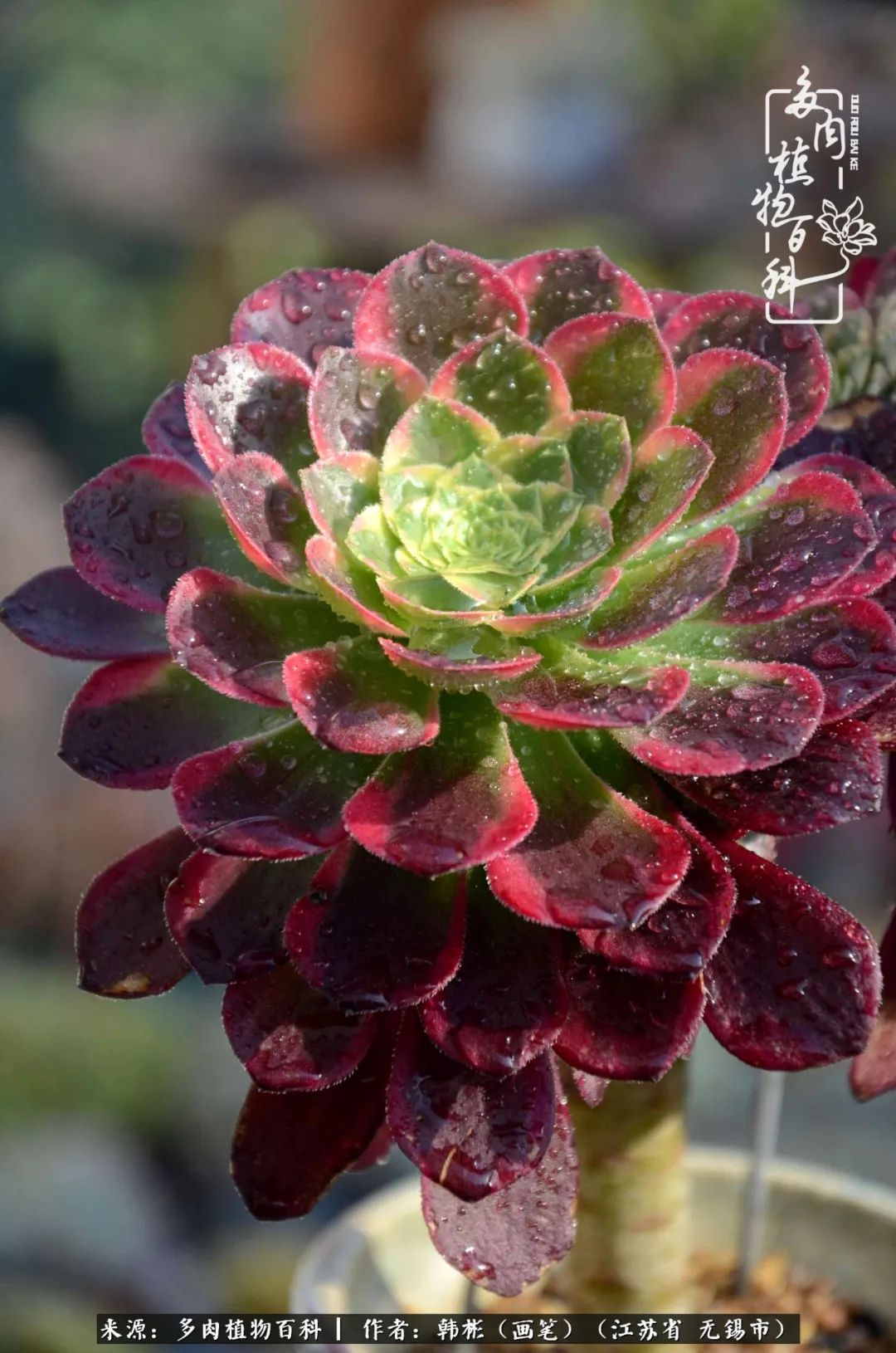 郊外野炊狮子座都会带什么东西?_达一风水网